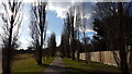 Avenue of Poplar Trees in Oakwood Park