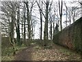 Path through copse in Madeley