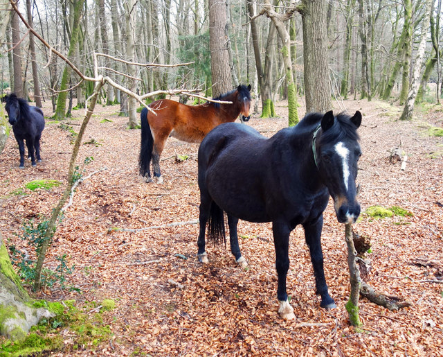 Ponies in the Trees