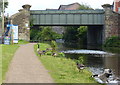 Canada Geese on the towpath of the Leeds and Liverpool Canal