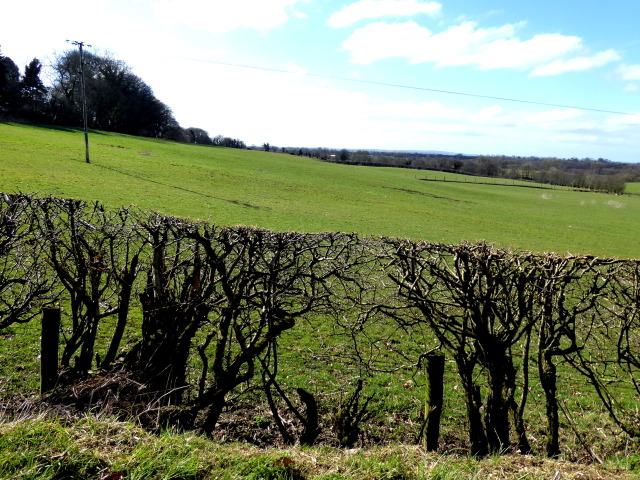 Neatly cut hedge, Bancran