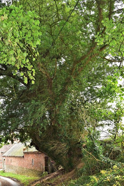 Tedstill Ancient Roadside Yew Shropshire