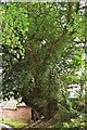 Tedstill Ancient Roadside Yew Shropshire