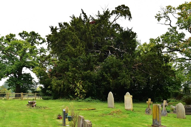 Sidbury Churchyard Ancient Yew