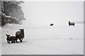 Mid Devon : Grassy Field & Sheep