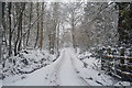 Mid Devon : Country Lane