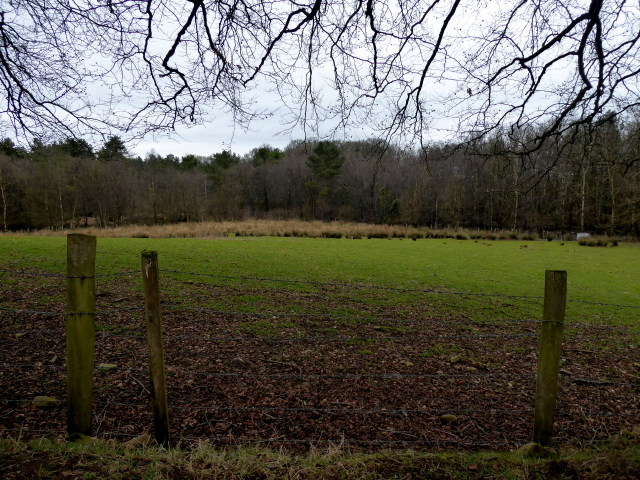 Pasture land, Mountjoy Forest West Division
