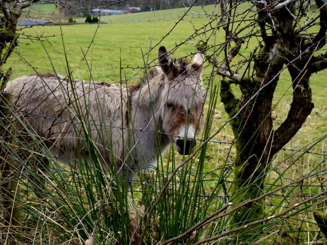 Donkey looking through the hedge