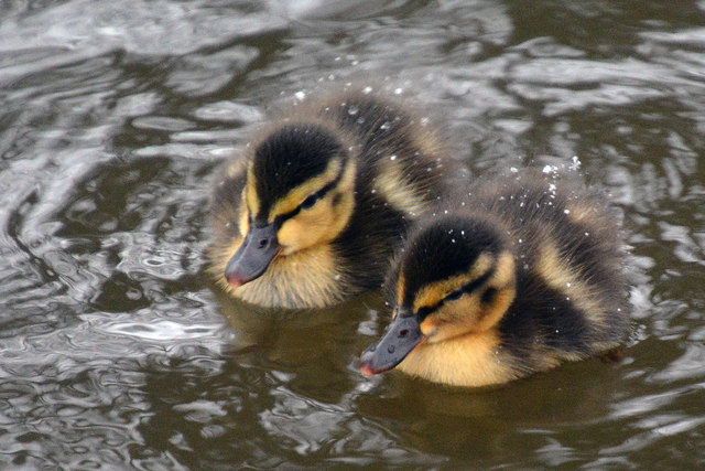 Mid Devon : Grand Western Canal - Ducklings