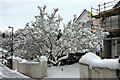 SX9065 : Magnolia in the snow, Old Woods Hill by Derek Harper