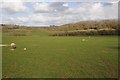 SP2851 : Ewe and lambs near Walton Park by Philip Halling