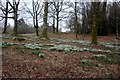 Barwhillanty Estate woodland