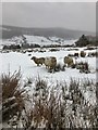 SH7950 : Sheep in the snow by Dr Zoë Hoare