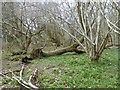 Tumbledown woodland, Little Heath (1)