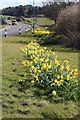 Daffodils at Lagganholm