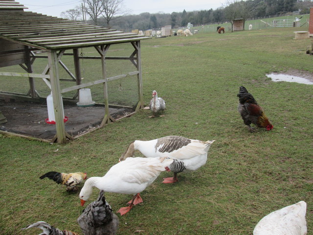 Animals at Wynnes Farm (Hope-Under-Dinmore)