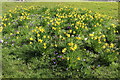 Crocus and Daffodils