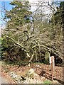 Persian ironwood tree​ (Parrotia persica)