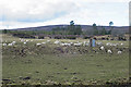 Sheep near Pitchaish