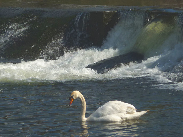 A swan at the weir on the Bela
