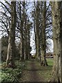 Tree lined path