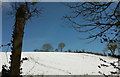 Snow and trees above the Cockington valley