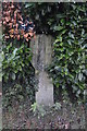 Milestone in hedge by Mount Tavy Rd