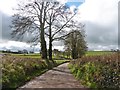 Minor road to Ellerhayes Bridge