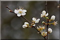 TQ1863 : Blackthorn (Prunus spinosa), Chessington by Mike Pennington