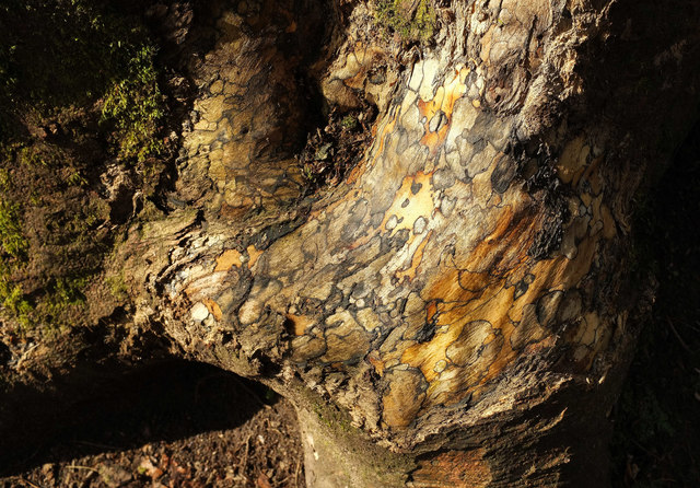Blotchy tree stump, Parke