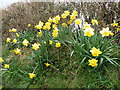 Daffodils on Colaton Lane