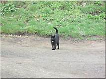 SO4870 : Cat at Upper House (Richards Castle) by Fabian Musto