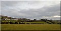 Drumlin grazing land on the eastern outskirts of Mayobridge