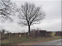 TL9891 : Tree on Church Road, Shropham by David Howard