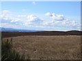 Field above Airlie