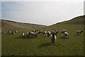 SY5993 : Sheep and lambs in Compton Bottom by Becky Williamson