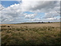 NS8748 : Rough grazing at Leemuir by Alan O'Dowd