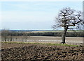 Hedgerow tree off Stotfold Road, Letchworth