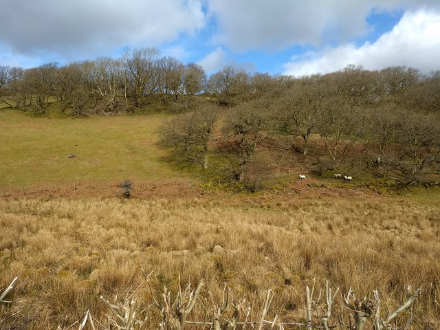 Woodland, fields and bog