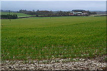 SU5029 : Field near Magdalen Hill Farm by David Martin