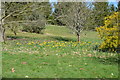 TQ7133 : Daffodils, Bedgebury Pinetum by N Chadwick