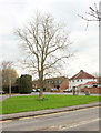 Tree and green, Datchet