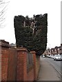 Hedge on Uxbridge Road, Rickmansworth