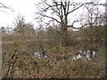 Pond in Newland Park, Chorleywood