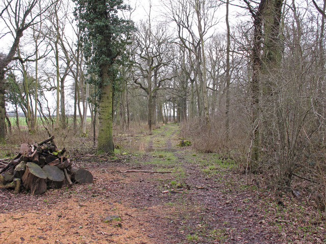 Small wood near Tearcoat Plantation, Hedenham