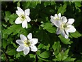 Wood anemones in Wallingwells Woods