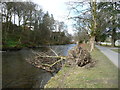 Fallen tree, Fitz Park, Keswick