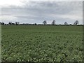 Little Sodbury hillfort on the skyline