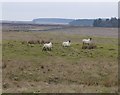 NY9888 : Sheep in soggy rough pasture by Russel Wills