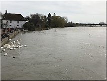 TL3171 : Spring flooding in St Ives, Cambridgeshire - 10/10 by Richard Humphrey